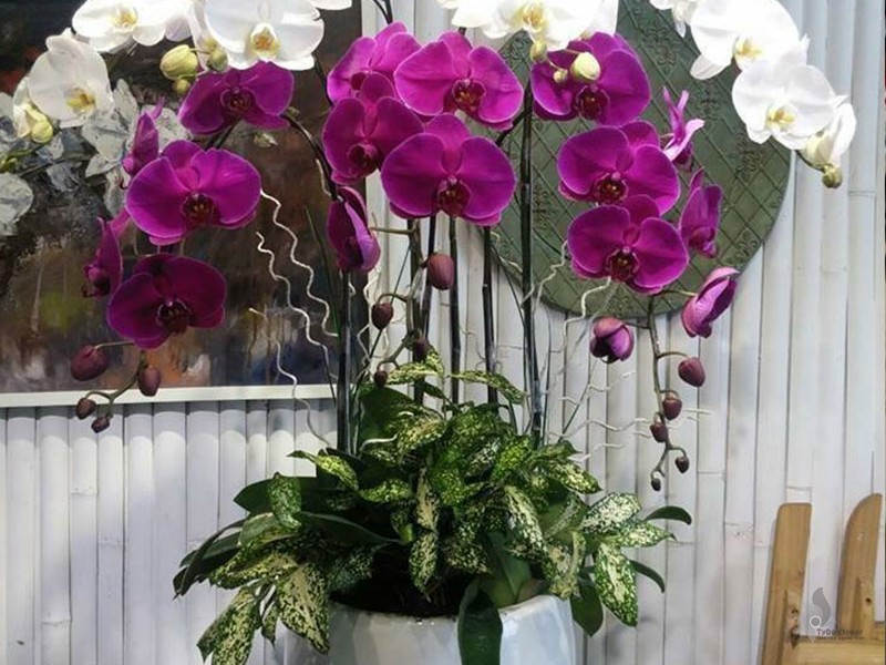 LAN HỒ ĐIỆP TRẮNG TÍM 07 CÀNH