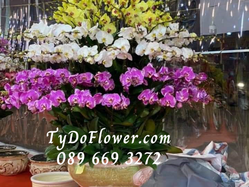 LAN HỒ ĐIỆP VÀNG TRẮNG TÍM 150 CÀNH LHD1002