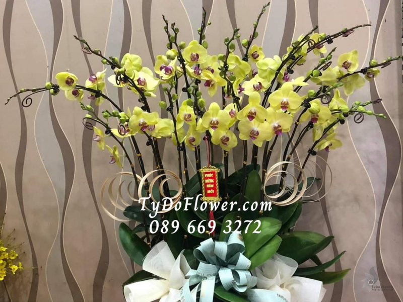 LAN HỒ ĐIỆP VÀNG 20 CÀNH LHD1004