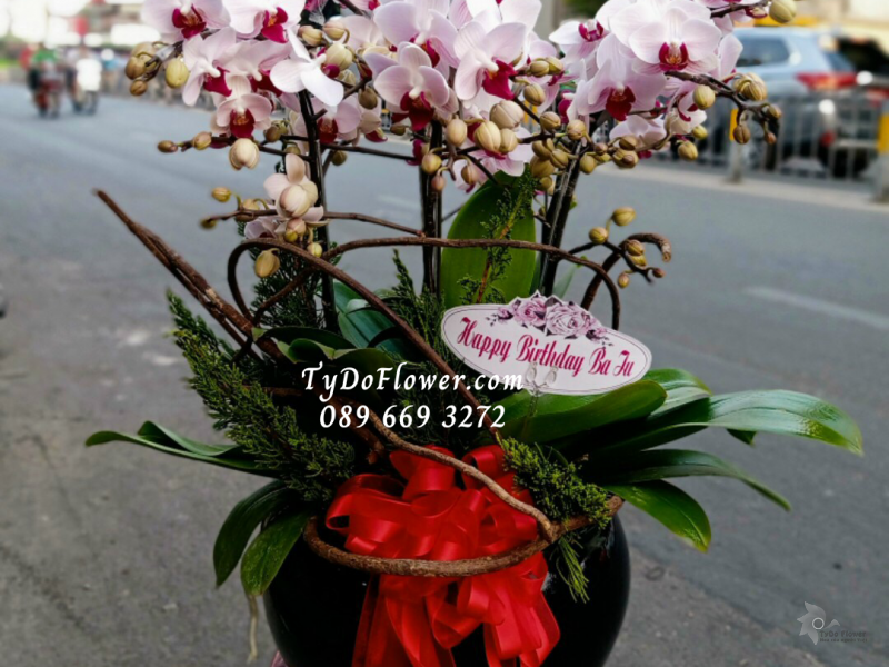 LAN HỒ ĐIỆP MINI TRẮNG NHỤY TÍM 05 GỐC LHD1007