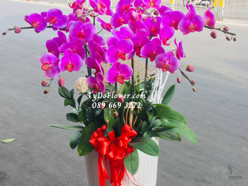 LAN HỒ ĐIỆP TÍM 07 CÀNH LHD1009