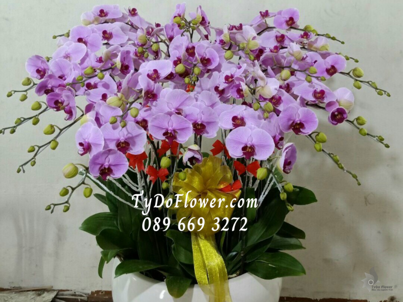 LAN HỒ ĐIỆP TÍM 25 CÀNH LHD1011