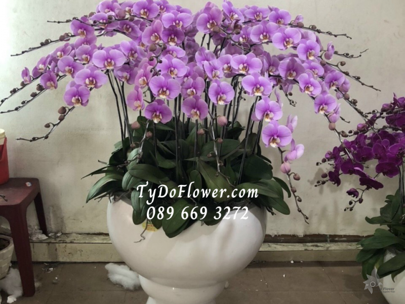 LAN HỒ ĐIỆP TÍM 25 CÀNH LHD1014