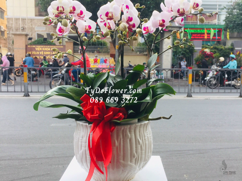 LAN HỒ ĐIỆP MINI BÔNG TRẮNG NHỤY TÍM 03 GỐC LHD1019