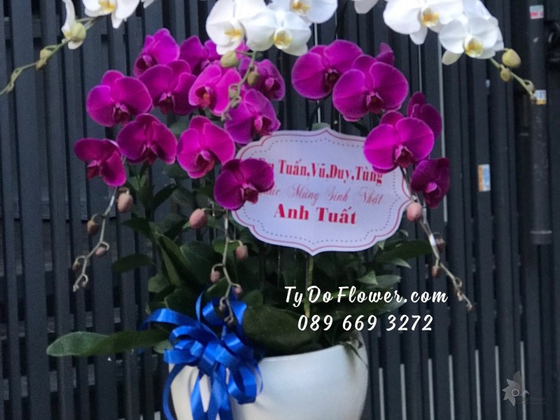 L122245 CHẬU 6 CÀNH LAN HỒ ĐIỆP TRẮNG TÍM