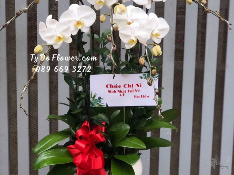 L1222114 CHẬU 5 CÀNH HỒ ĐIỆP TRẮNG