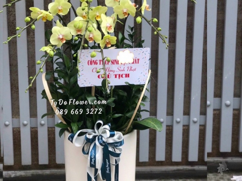 L1222115 CHẬU 7 CÀNH HỒ ĐIỆP VÀNG