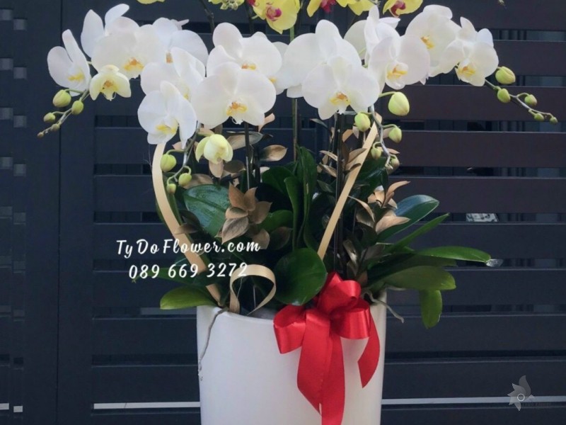 L1222117 CHẬU 9 CÀNH HỒ ĐIỆP TRẮNG VÀNG