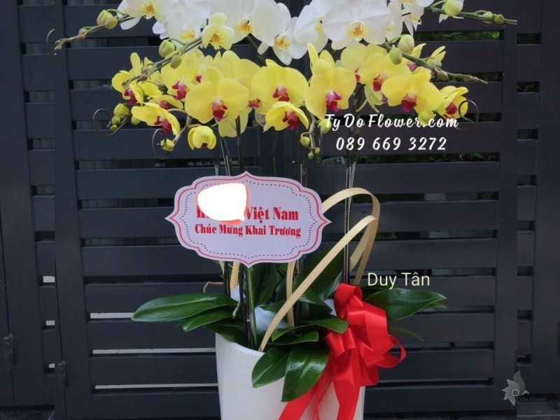 L1222118 CHẬU 9 CÀNH HỒ ĐIỆP TRẮNG VÀNG