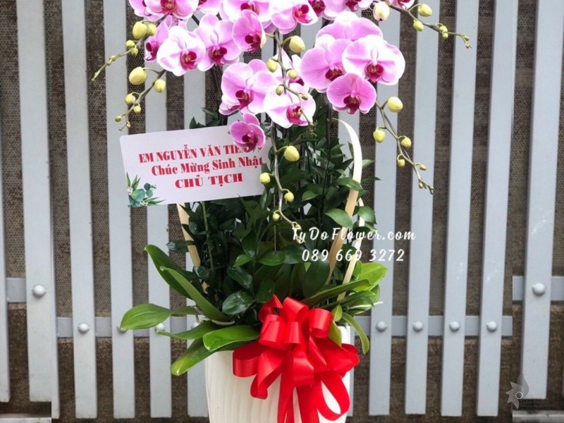 L1222119 CHẬU 7 CÀNH HỒ ĐIỆP HỒNG TÍM