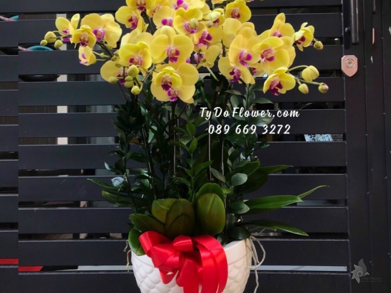 L1222120 CHẬU 15 CÀNH HỒ ĐIỆP VÀNG