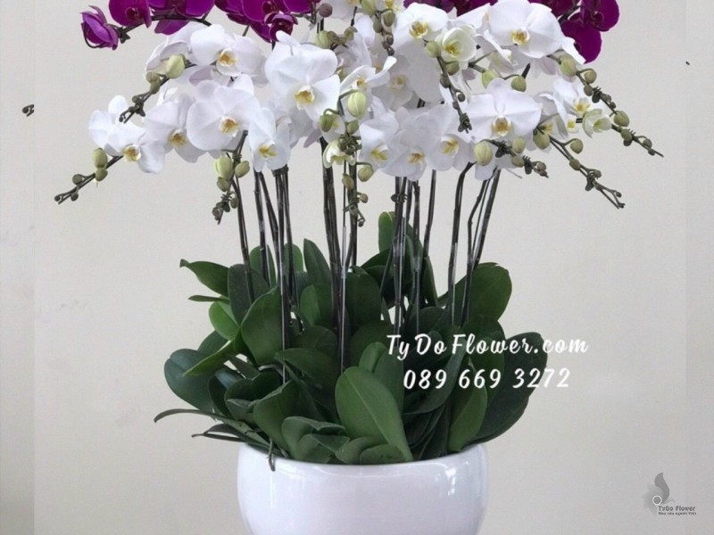 L1222121 CHẬU 20 CÀNH HỒ ĐIỆP TRẮNG TÍM