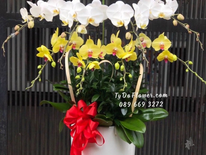 L1222123 CHẬU 8 CÀNH HỒ ĐIỆP TRẮNG VÀNG