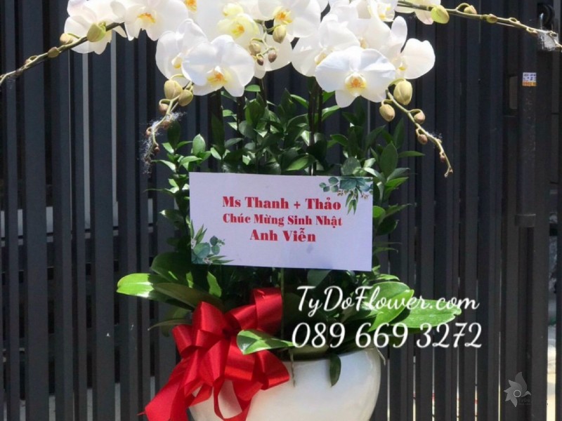 L1222153 CHẬU 5 CÀNH HỒ ĐIỆP TRẮNG