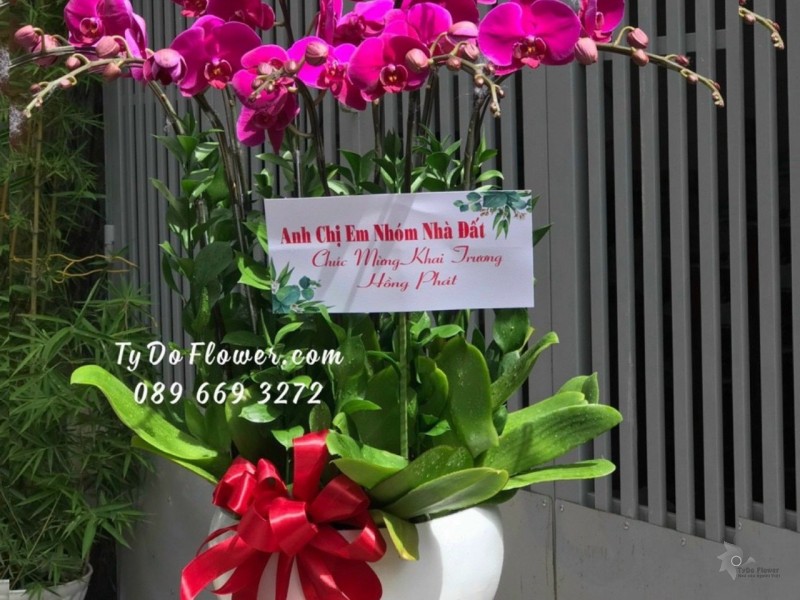 L1222156 CHẬU 9 CÀNH HỒ ĐIỆP TÍM