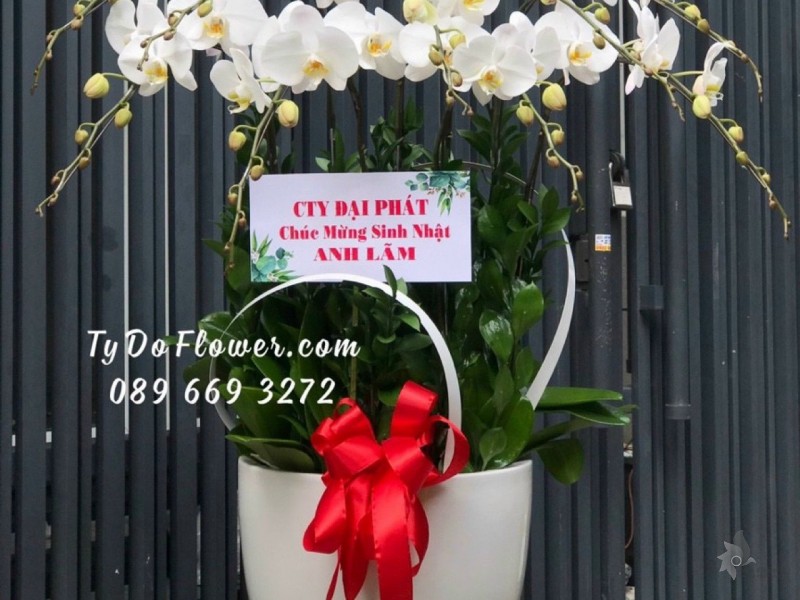 L1222157 CHẬU 9 CÀNH HỒ ĐIỆP TRẮNG