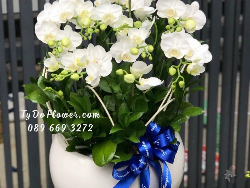 L1222158 CHẬU 5 GỐC HỒ ĐIỆP TRẮNG MINI Khoảng 7-9 nhánh