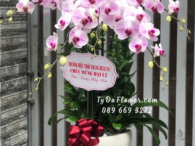 L1222159 CHẬU 5 CÀNH HỒ ĐIỆP TÍM HỒNG