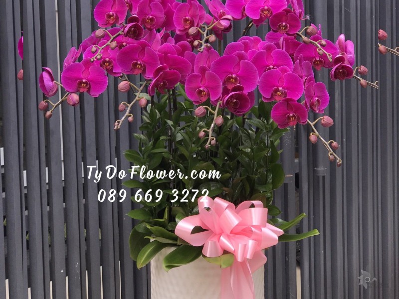 L0123174 CHẬU 9 CÀNH HỒ ĐIỆP TÍM