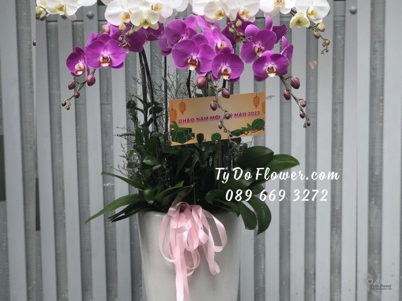 L0123193 CHẬU 7 CÀNH HỒ ĐIỆP TRẮNG TÍM