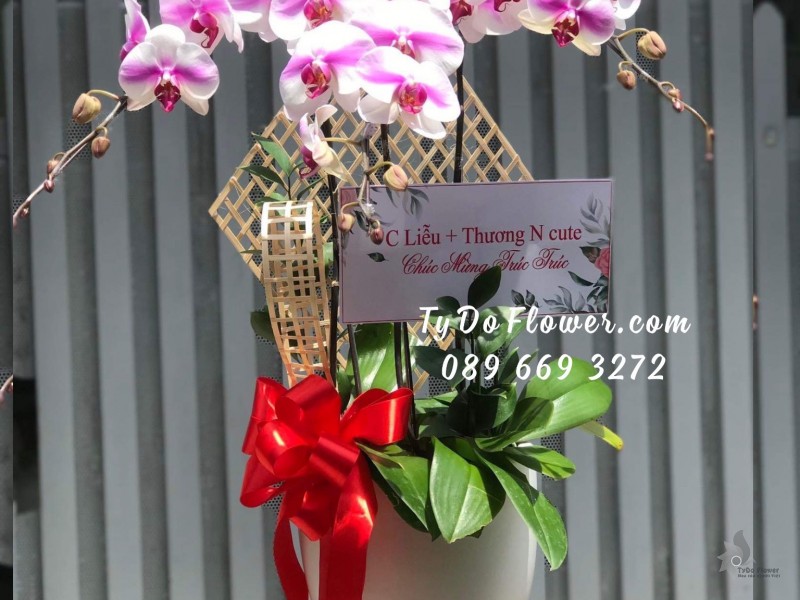 L0323306 CHẬU 3 CÀNH LAN HỒ ĐIỆP TRẮNG PHỚT TÍM