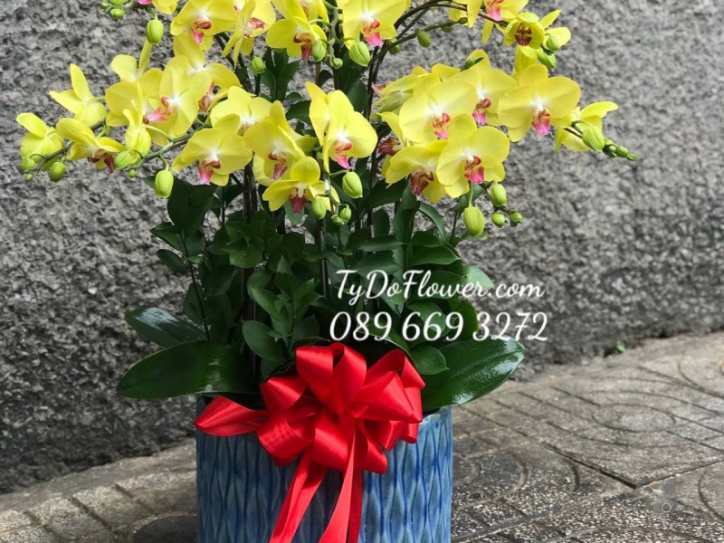 L0323321 CHẬU  9 CÀNH LAN HỒ ĐIỆP VÀNG