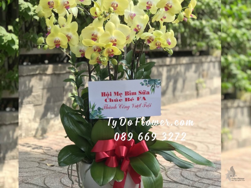 L0323343 CHẬU 6 CÀNH LAN HỒ ĐIỆP VÀNG