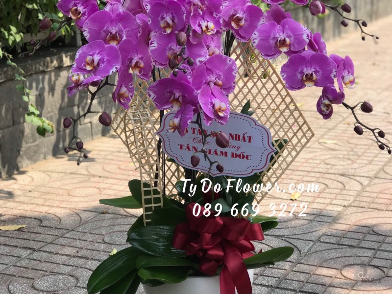 L0323344 CHẬU 6 CÀNH LAN HỒ ĐIỆP TÍM