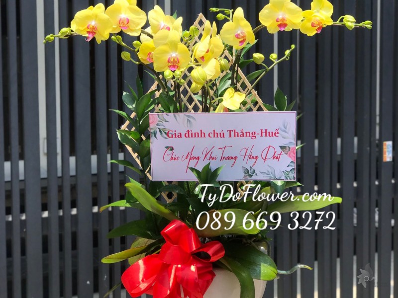 L0423585 CHẬU 03 CÀNH LAN HỒ ĐIỆP VÀNG