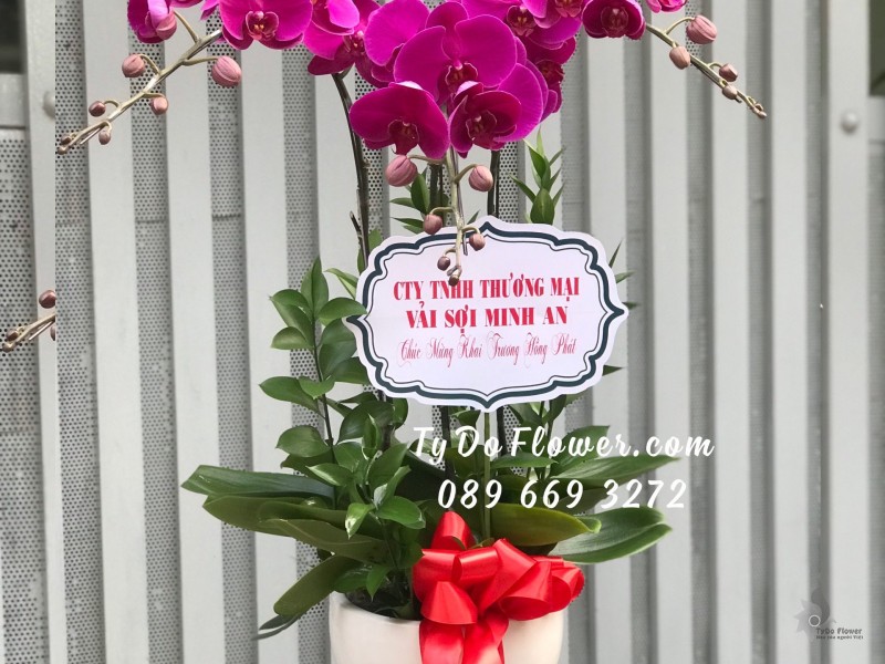 L0423590 CHẬU 03 CÀNH LAN HỒ ĐIỆP TÍM