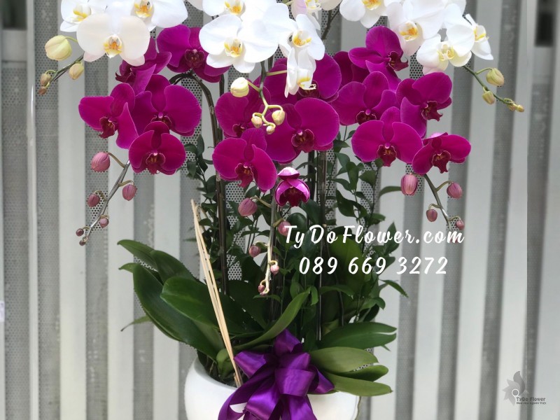 L0523627 CHẬU 06 CÀNH LAN HỒ ĐIỆP TRẮNG TÍM