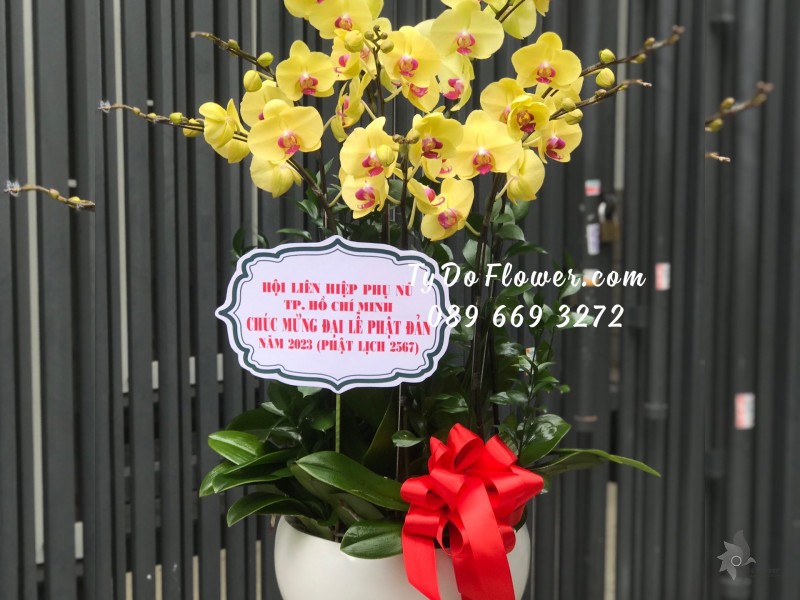 L0523652 CHẬU 08 CÀNH LAN HỒ ĐIỆP VÀNG