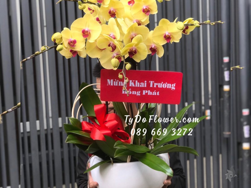 L0523654 CHẬU 05 CÀNH LAN HỒ ĐIỆP VÀNG