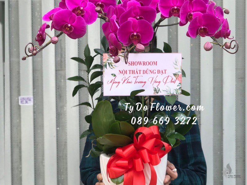 L0523671 CHẬU 03 CÀNH LAN HỒ ĐIỆP TÍM Hoa Chúc Mừng Khai Trương