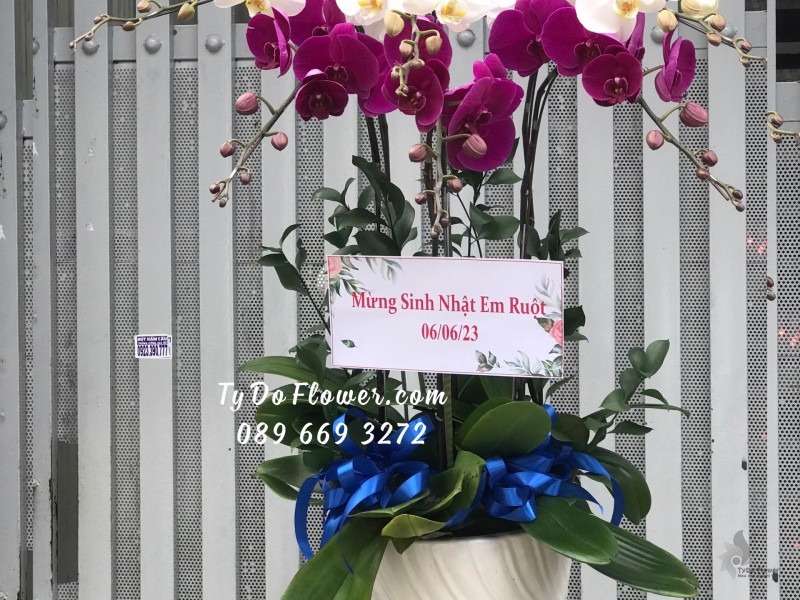 L0623708 CHẬU 06 CÀNH LAN HỒ ĐIỆP TRẮNG TÍM Hoa Chúc Mừng Sinh Nhật