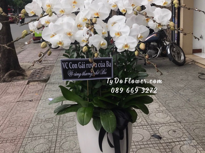 L0623713 CHẬU 10 CÀNH LAN HỒ ĐIỆP TRẮNG Hoa Chia Buồn