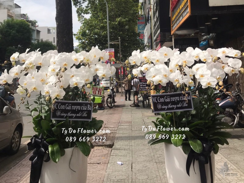 L0623714 MỘT CẶP CHẬU 10 CÀNH LAN HỒ ĐIỆP TRẮNG Hoa Chia Buồn