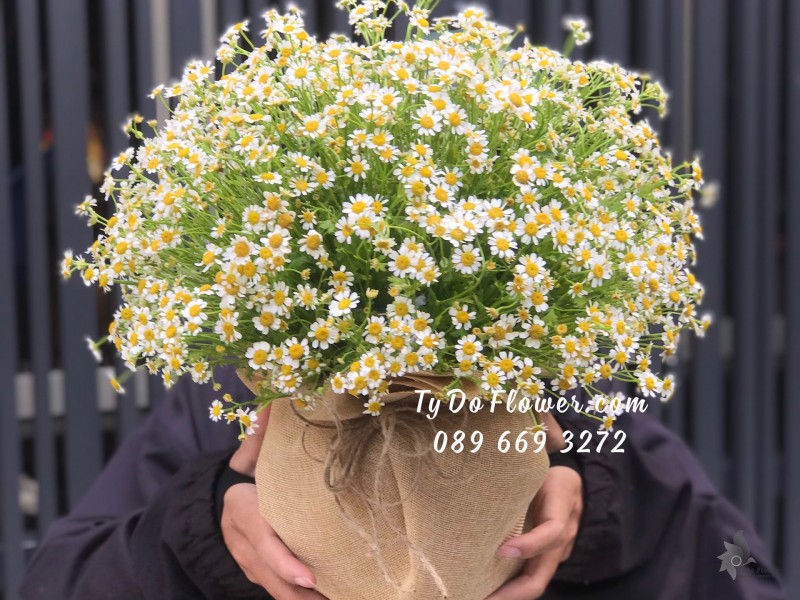 G0623816 GIỎ HOA CÚC TANA TRÒN ĐỀU CÁC MẶT Hoa Chúc Mừng Khai Trương