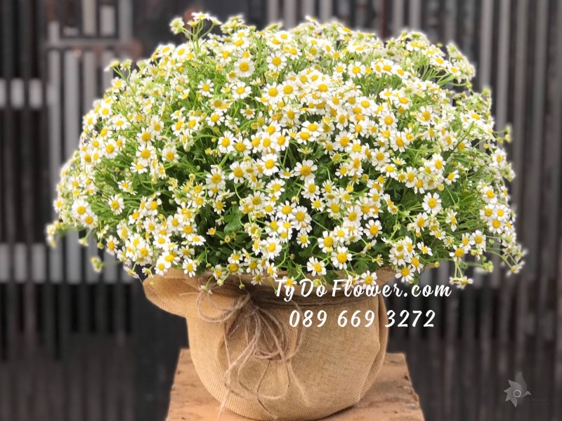 G0623824 GIỎ HOA CÚC TANA TRÒN ĐỀU CÁC MẶT Hoa Chúc Mừng Sinh Nhật