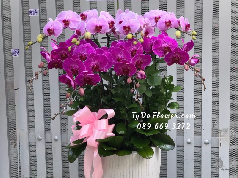 L0723830 CHẬU 8 CÀNH LAN HỒ ĐIỆP TÍM PHỐI 2 LOẠI