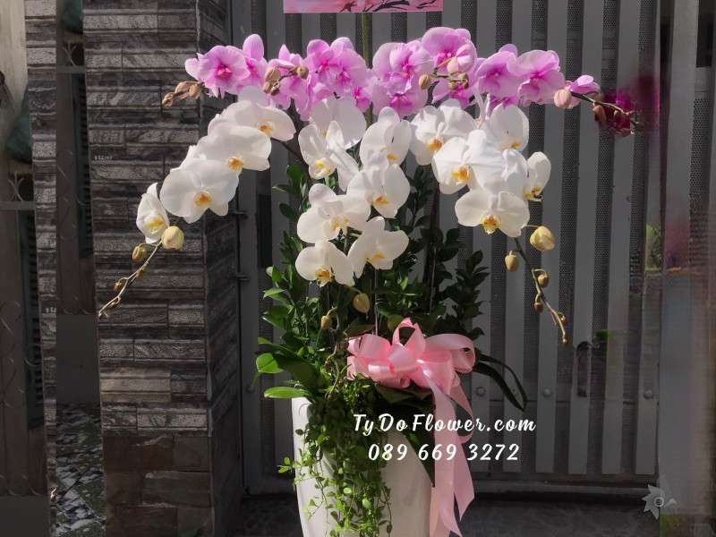 L0723844 CHẬU 7 CÀNH LAN HỒ ĐIỆP TRẮNG mix TÍM HỒNG