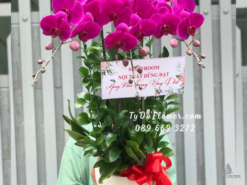 L0823943 CHẬU 3 CÀNH LAN HỒ ĐIỆP TÍM Hoa Chúc Mừng Khai Trương