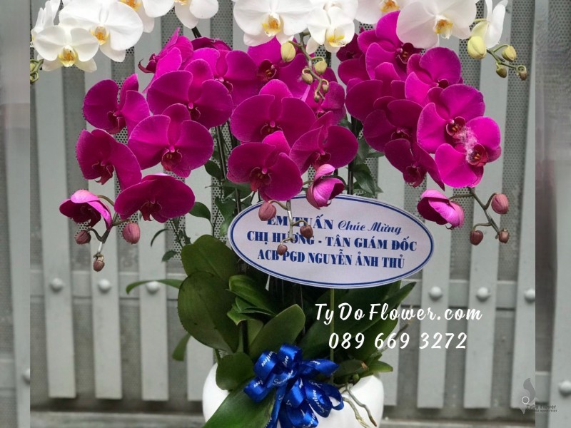 L0923961 CHẬU 6 CÀNH LAN HỒ ĐIỆP TRẮNG TÍM Hoa Chúc Mừng Tân Giám Đốc