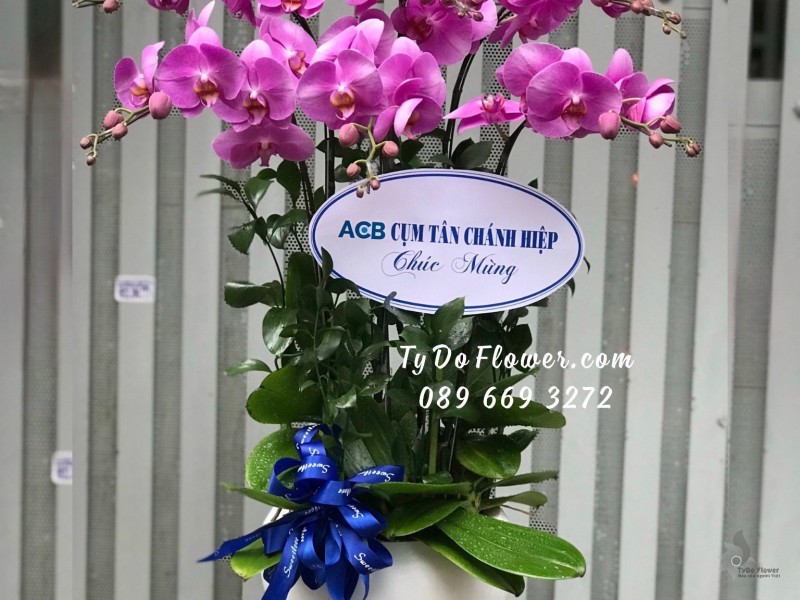 L0923963 CHẬU 6 CÀNH LAN HỒ ĐIỆP TÍM Hoa Chúc Mừng