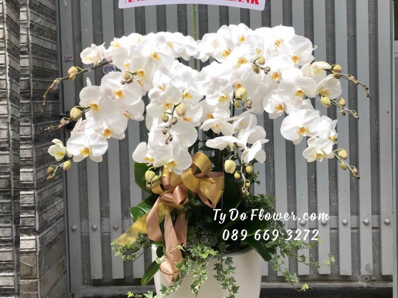 L0923965 CHẬU 12 CÀNH LAN HỒ ĐIỆP TRẮNG Hoa Chúc Mừng Sinh Nhật