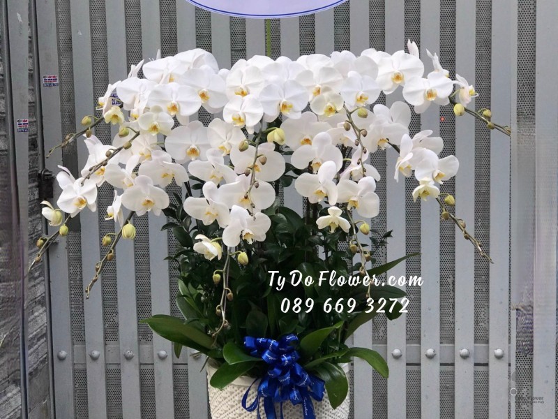 L0923966 CHẬU 10 CÀNH LAN HỒ ĐIỆP TRẮNG Hoa Chúc Mừng Tân Giám Đốc