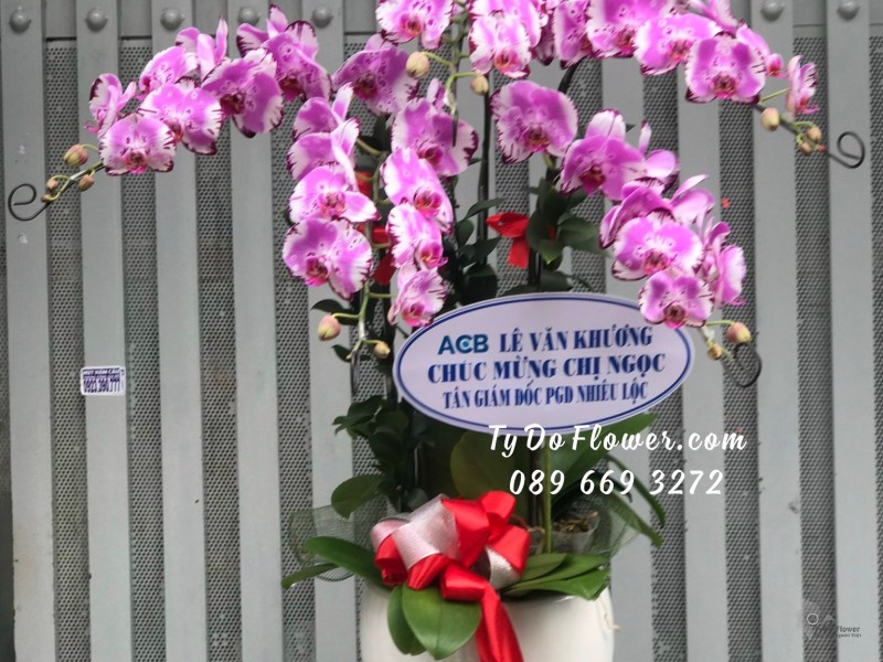 L09231011 CHẬU 5 CÀNH LAN HỒ ĐIỆP TÍM VÂN TRẮNG Hoa Chúc Mừng Tân Giám Đốc