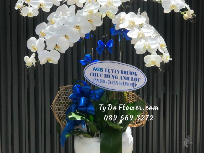 L09231029 CHẬU 5 CÀNH LAN HỒ ĐIỆP TRẮNG Hoa Chúc Mừng Tân Giám Đốc