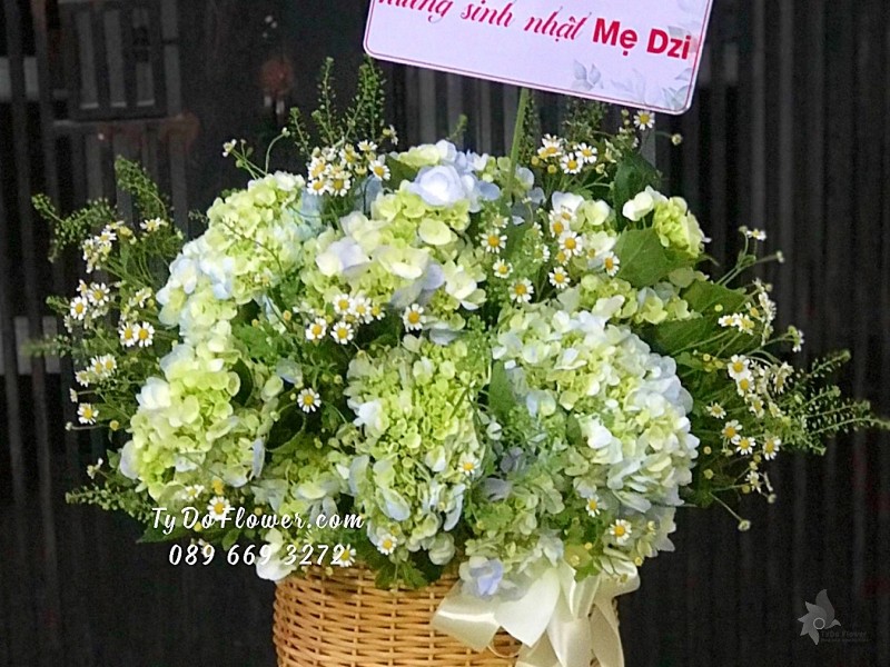 G09231037 GIỎ HOA CHÚC MỪNG SINH NHẬT thiết kế Hoa Cẩm Tú Cầu Xanh Bơ mix Cúc Tana, Cỏ Đồng Tiền