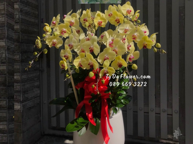 L10231057 CHẬU 8 CÀNH LAN HỒ ĐIỆP VÀNG Hoa Chúc Mừng Sinh Nhật Giám Đốc